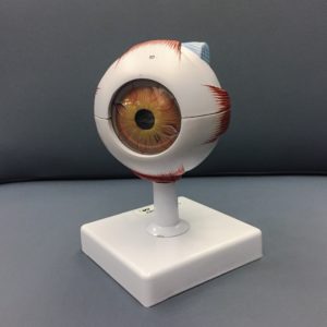 eye-model-assembled