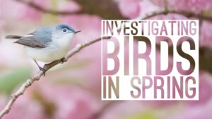 Feature image for the 3-part junior level bird investigation inquiry