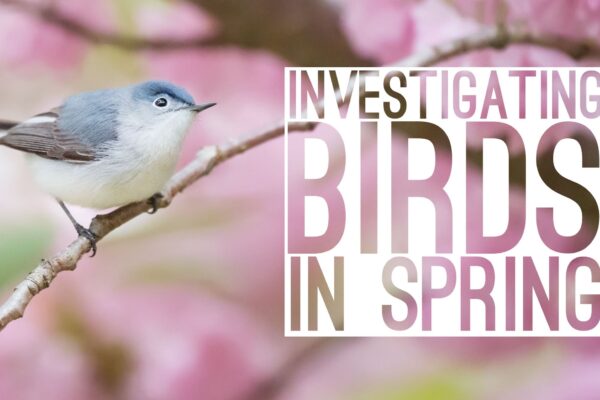 Feature image for the 3-part junior level bird investigation inquiry